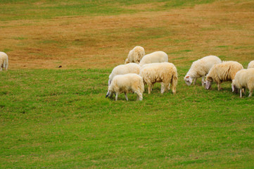 Herd of sheep eating green grass on the green field