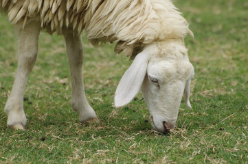 Little lamb eating grass on beautiful green glass field