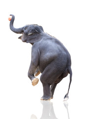 elephant throwing ball