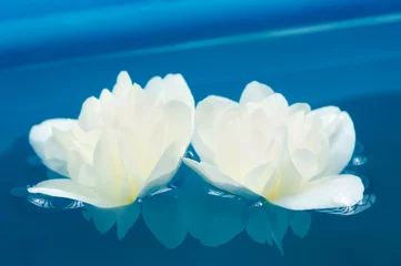 Papier Peint photo Lavable Nénuphars Beautiful White Jasmine Flowers in Blue Water