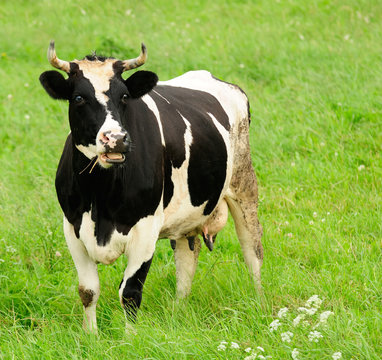 Surprised Cow in Pasture