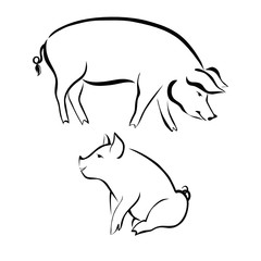 Pigs animals farm