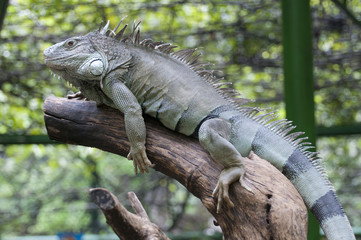 Green Iguana