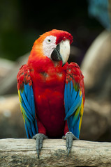 colorful macaw