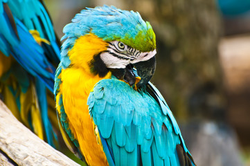 colorful macaw