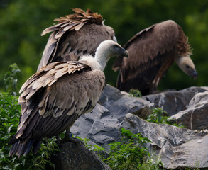 the vultures