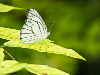 White butterfly