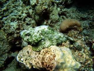 Naklejka na ściany i meble Fish-stone, Morze Czerwone, Dahab