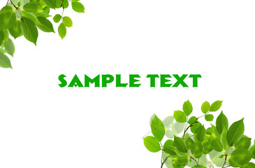 green fresh leaves frame