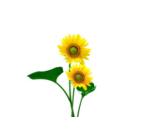 Obraz premium Yellow sunflower isolated on white