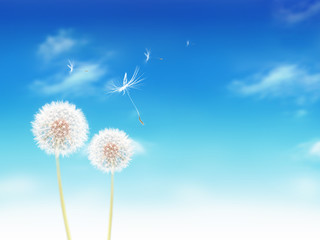 white dandelions on blue sky