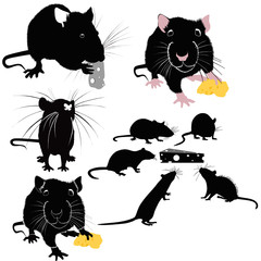 Rats of the mouse rodents animals cheese