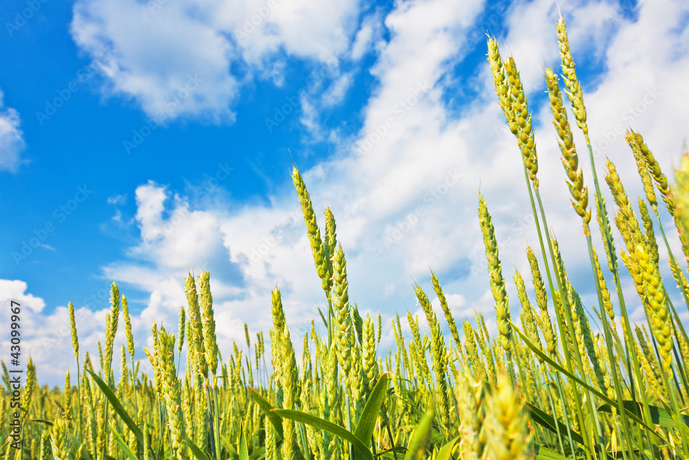 Canvas Prints wheat ears and cloudy sky