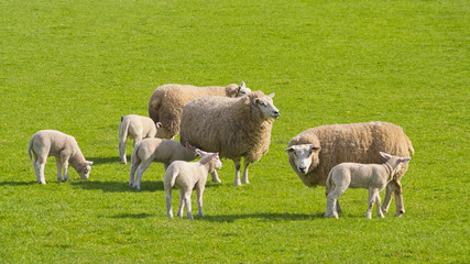 Herd of Sheep in Grass Field