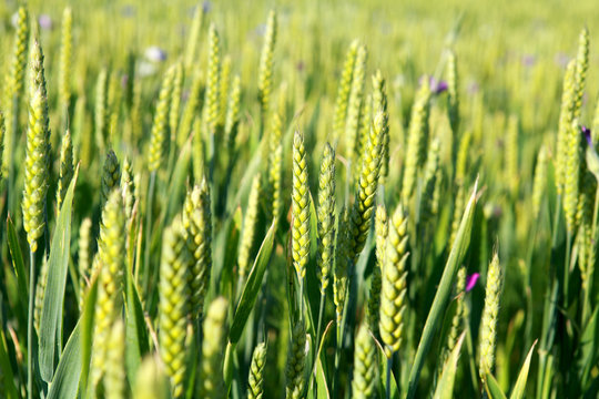 green wheat on field