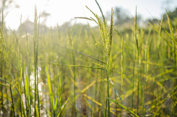 Rice field