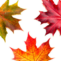 autumn maple leaves
