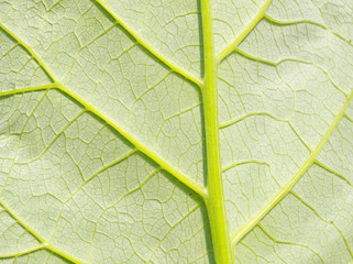 Deep green leaf. Element of design.