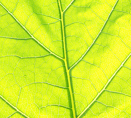Deep green leaf. Element of design