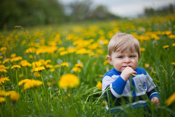 Cute blond boy in yellow dandelion field summer