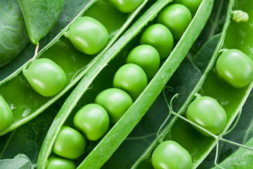 Pods of green peas on a background of leaves.