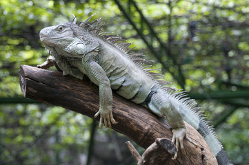 Green Iguana