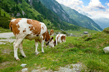 Fototapeta na wymiar Stado krów w Alpine Valley
