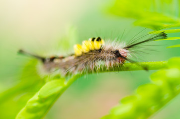 worm in green nature