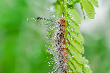 worm in green nature