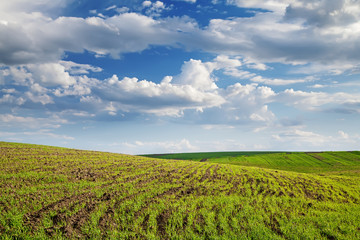 Field with unripe wheal