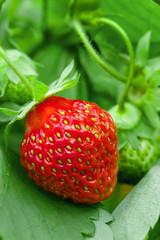Strawberry plant, outdoor shot
