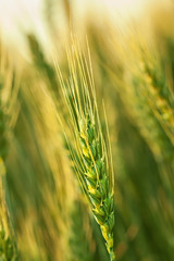 Wheat farming, outdoor shot