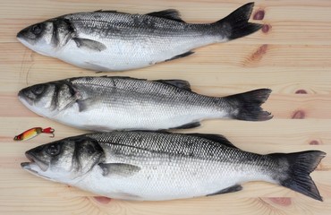 Sea bass
