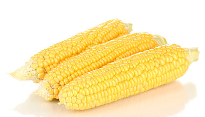 Fresh corn cobs isolated on white