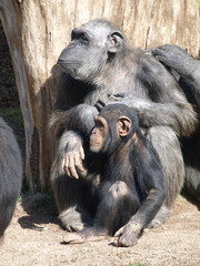 Mother chimpanzee with her baby.