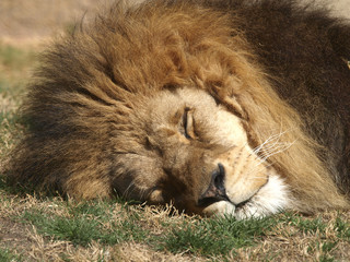 Close up of a sleeping lion's head.