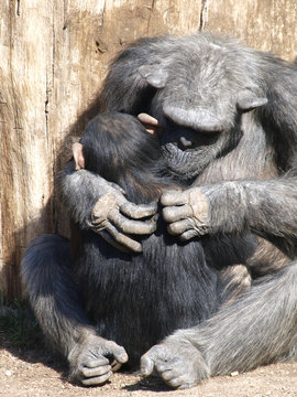 Mother Chimpanzee Grooming  Her Baby.