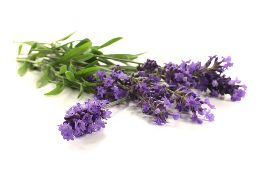 Fototapeta frischer Lavendel