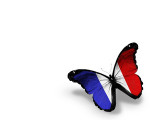 French flag butterfly, isolated on white background