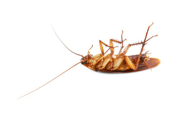 Dead cockroach on white background