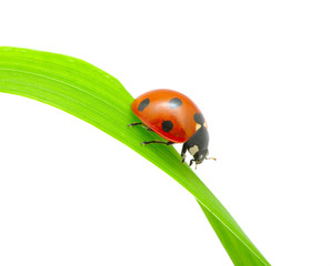 ladybug