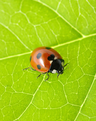 ladybug