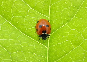 ladybug