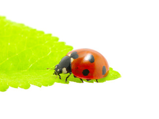ladybug