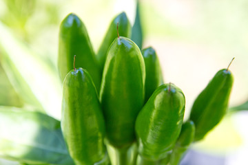 Chili Picante a Mazetti