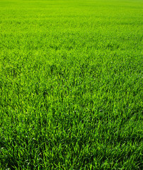 Texture green lawn