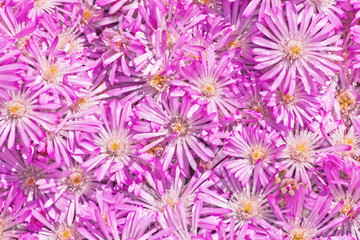 Straw flower (Helichrysum)