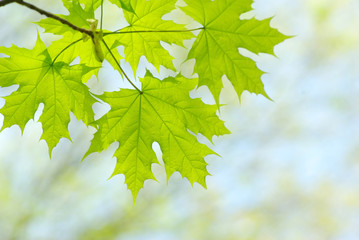 leaves background