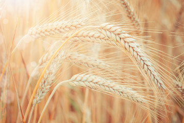 Wheat