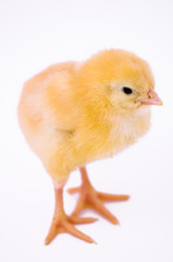 Cute little chicken